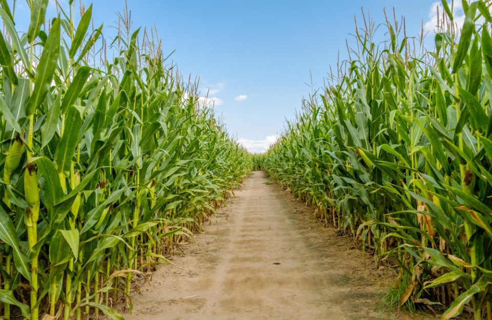 Ethanol will increase corn production in the next five years, production will double